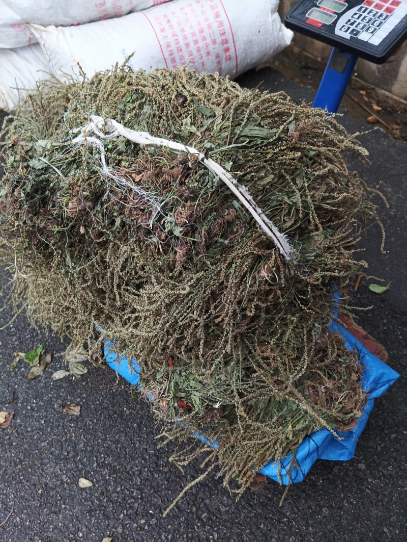 贵州深山野生车前草当季新货