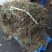 贵州深山野生车前草当季新货