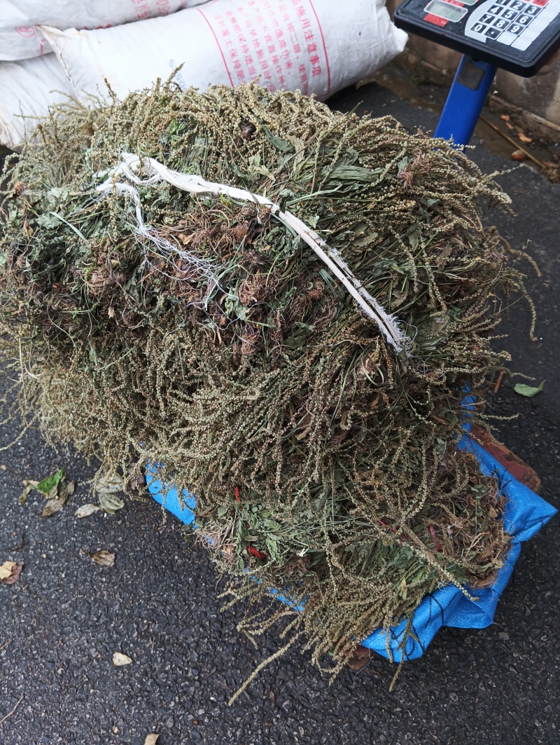 贵州深山野生车前草当季新货