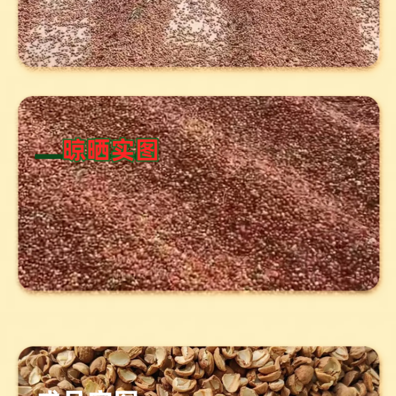 侧柏壳