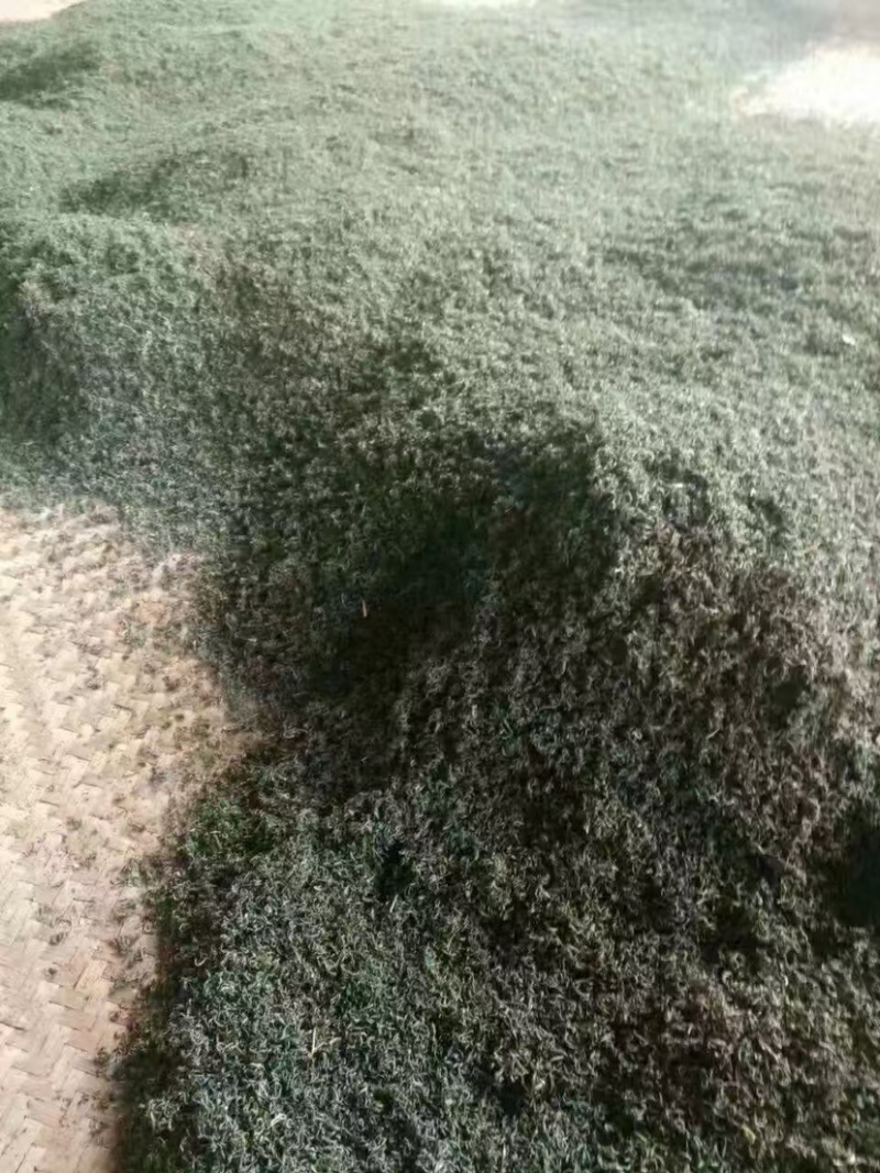 清明茶，每年第一茬大茶，无农药化肥。