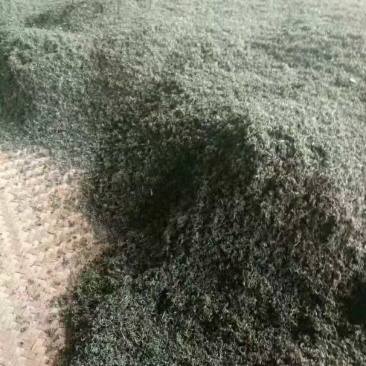 清明茶，每年第一茬大茶，无农药化肥。
