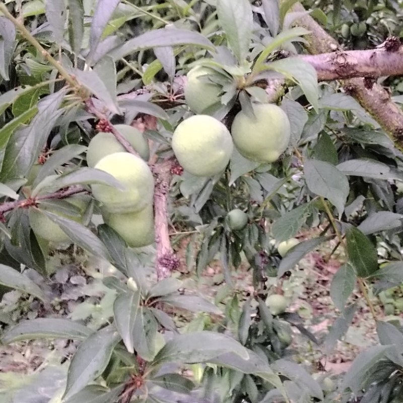 青脆李大量有货，对接全国市场，电商平台欢迎合作可以视频看货