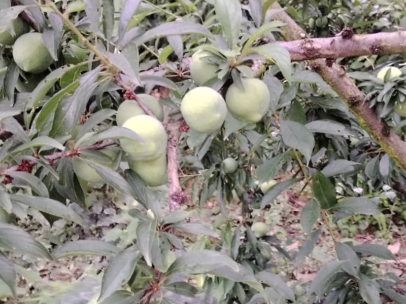青脆李大量有货，对接全国市场，电商平台欢迎合作可以视频看货