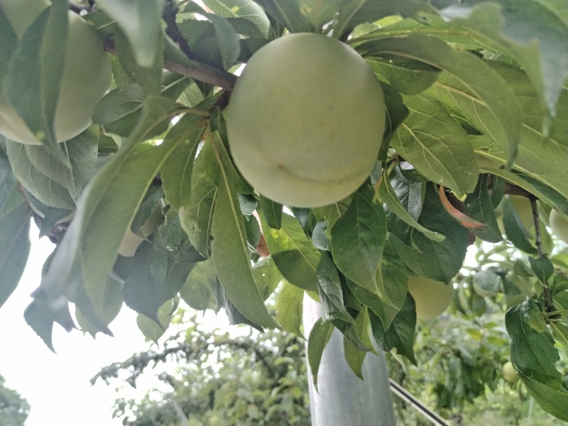 青脆李大量有货，对接全国市场，电商平台欢迎合作可以视频看货