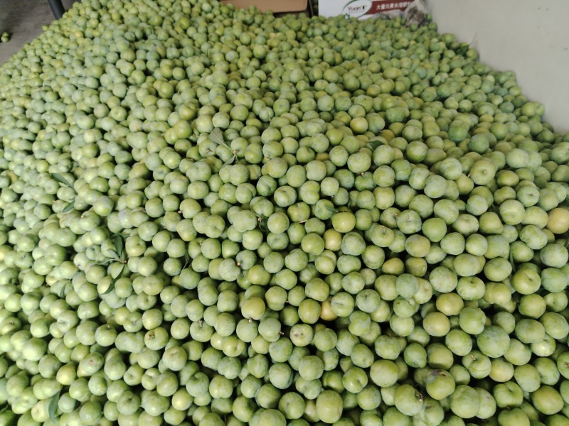青脆李大量有货，对接全国市场，电商平台欢迎合作可以视频看货