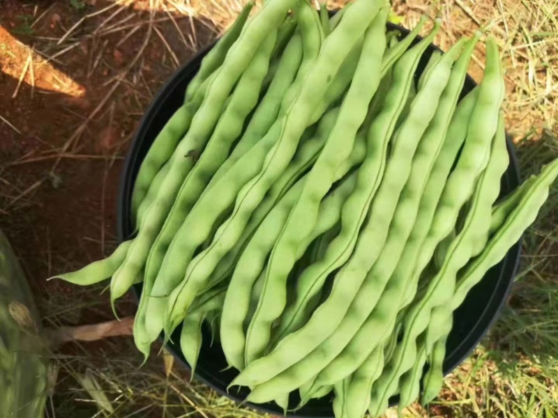大青豆青棒豆
