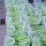 大青豆青棒豆