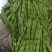 大青豆青棒豆