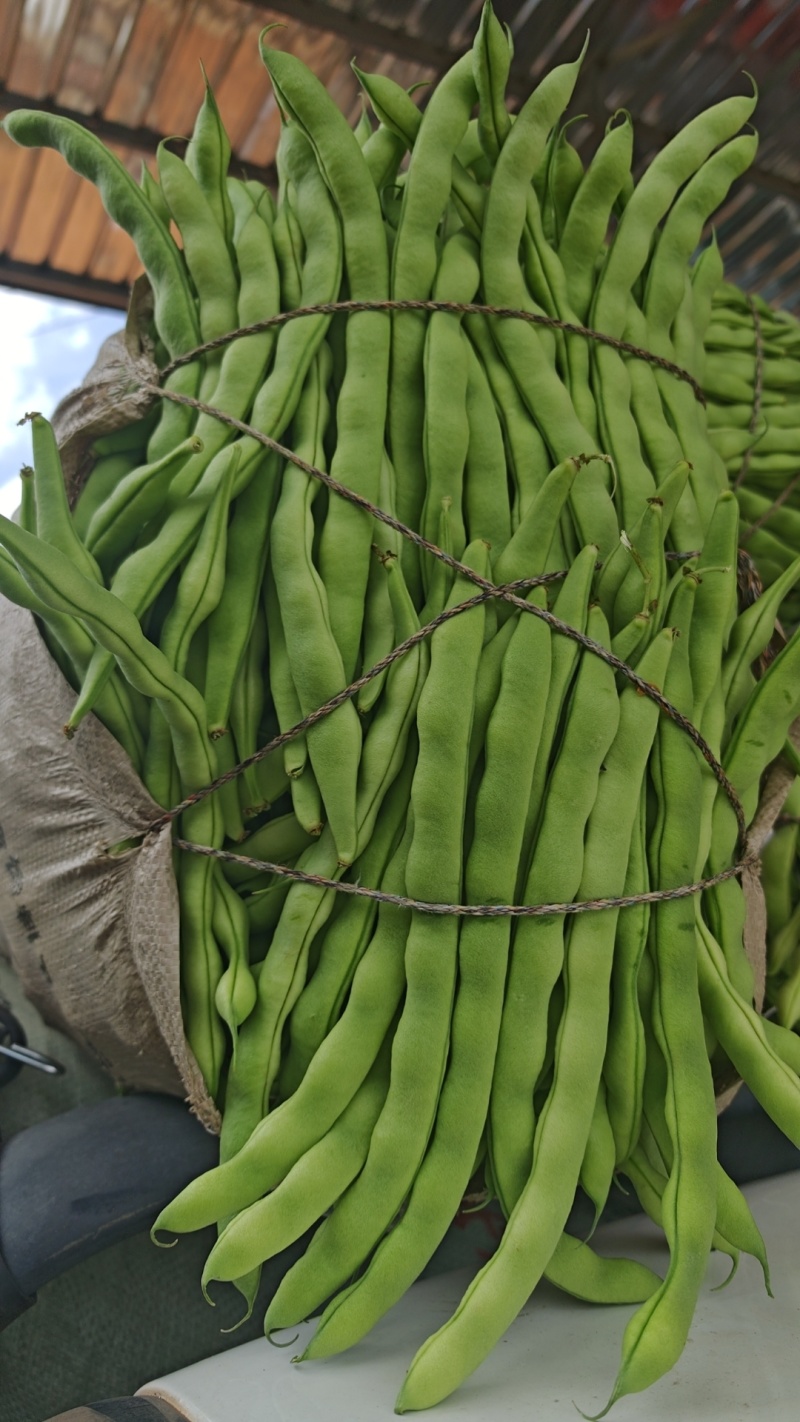 大青豆青棒豆