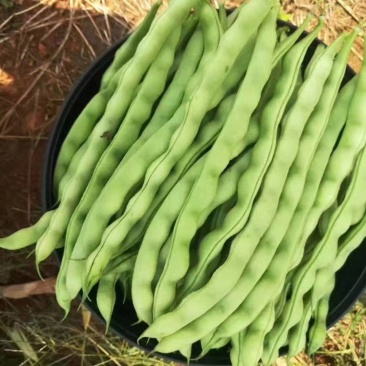大青豆青棒豆