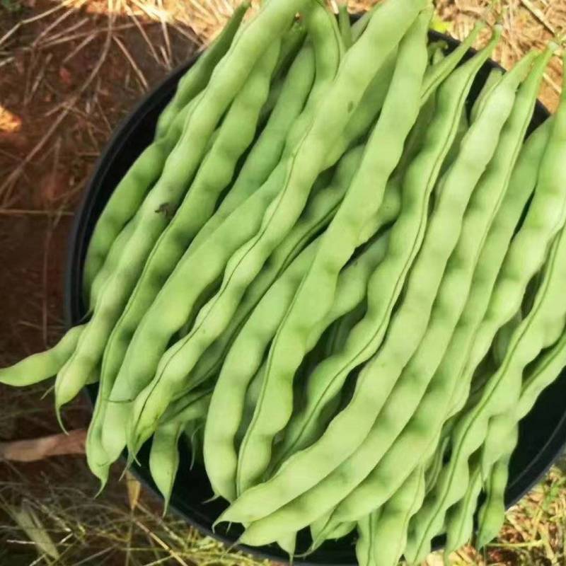 大青豆青棒豆