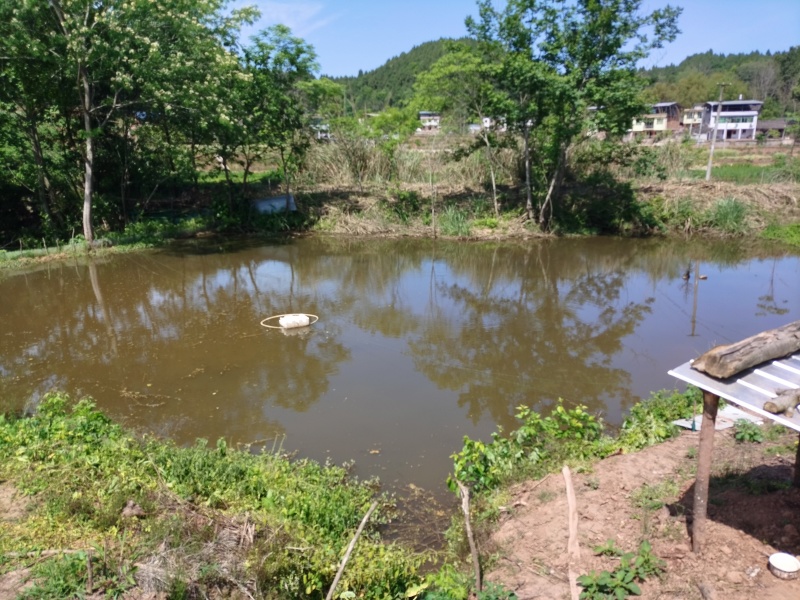 低价转让青蛙养殖基地有4亩多水池可做种植养殖！