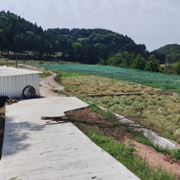 低价转让青蛙养殖基地有4亩多水池可做种植养殖！