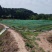 低价转让青蛙养殖基地有4亩多水池可做种植养殖！
