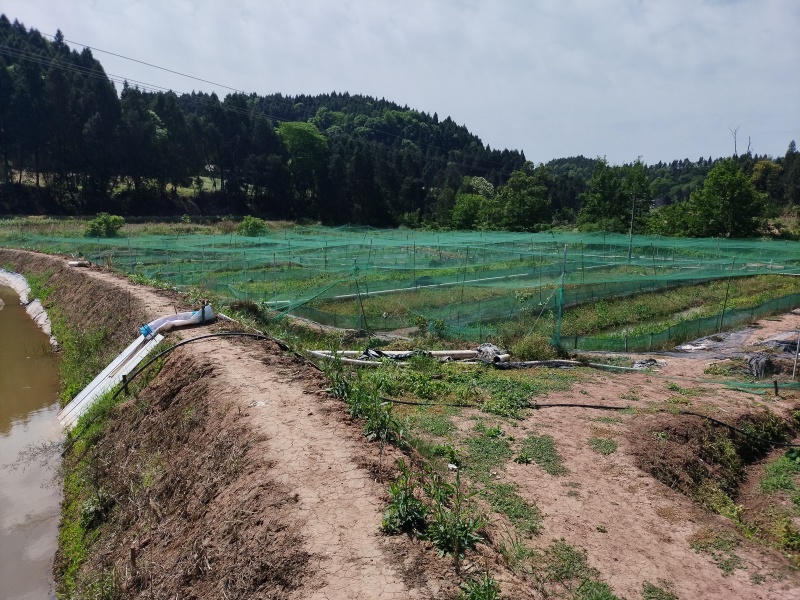 低价转让青蛙养殖基地有4亩多水池可做种植养殖！