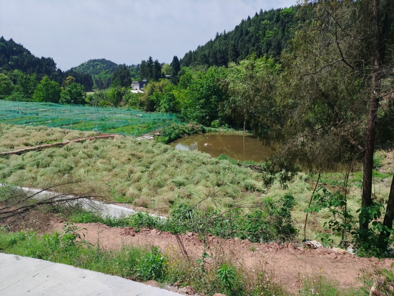 低价转让青蛙养殖基地有4亩多水池可做种植养殖！