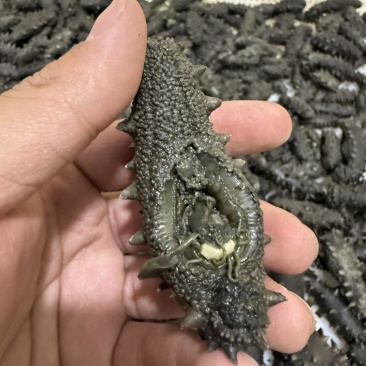 长岛小海货北隍岛拉缸盐不分头数大小都有野货