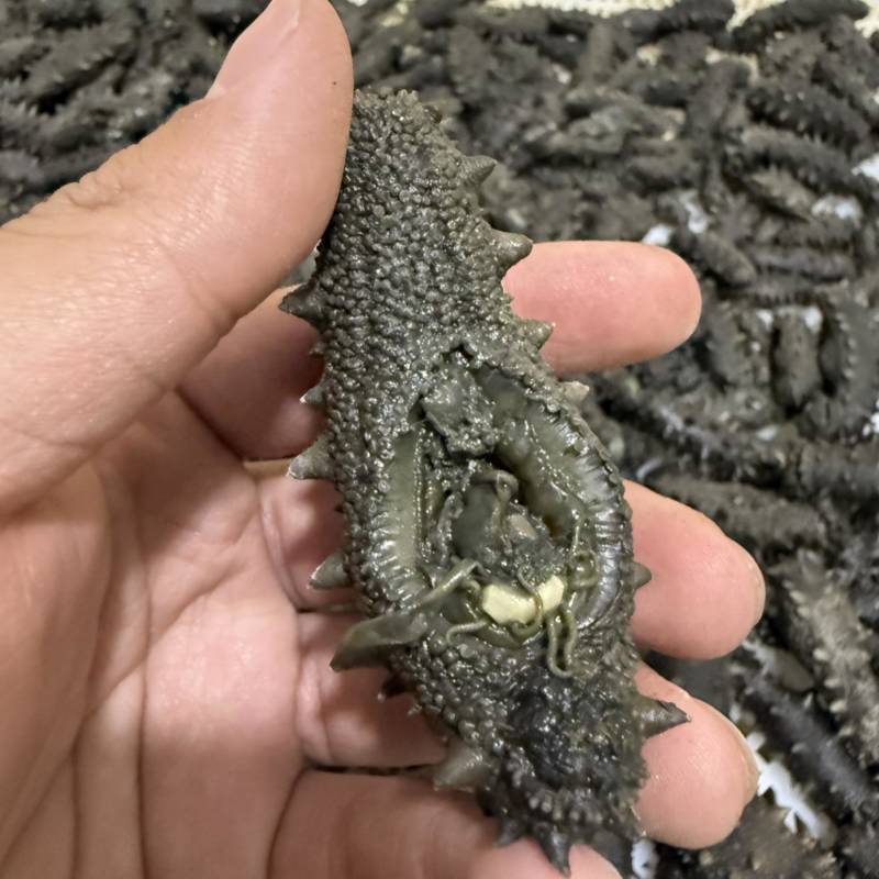 长岛小海货北隍岛拉缸盐不分头数大小都有野货