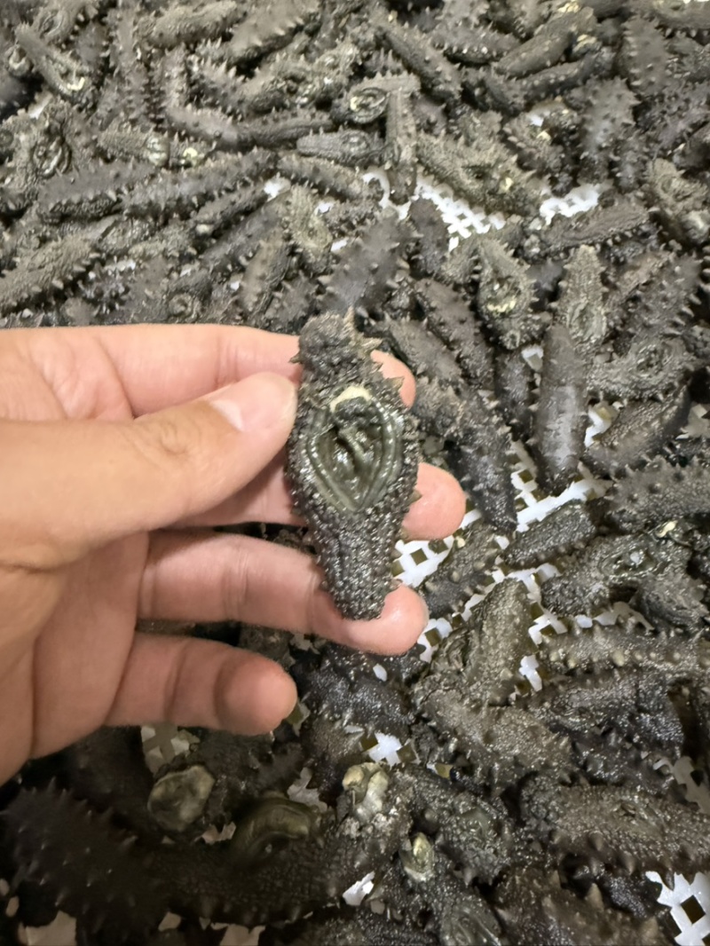 长岛小海货北隍岛拉缸盐不分头数大小都有野货