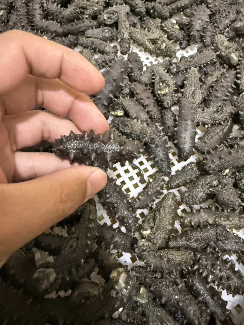 长岛小海货北隍岛拉缸盐不分头数大小都有野货