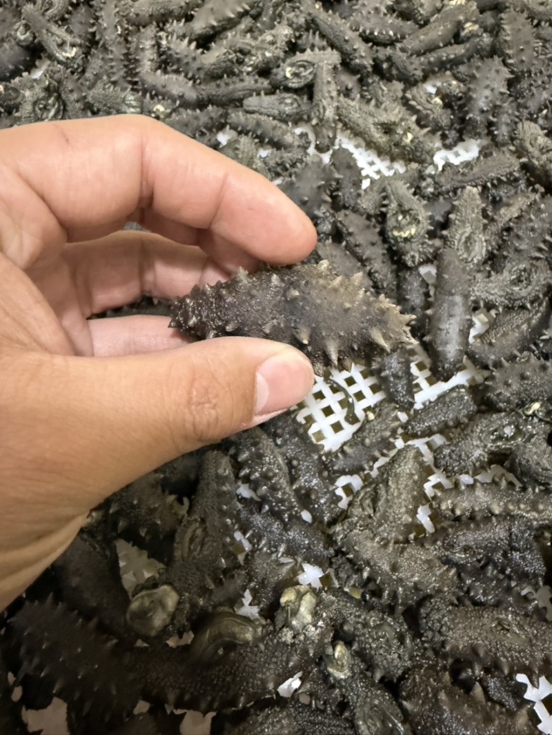 长岛小海货北隍岛拉缸盐不分头数大小都有野货