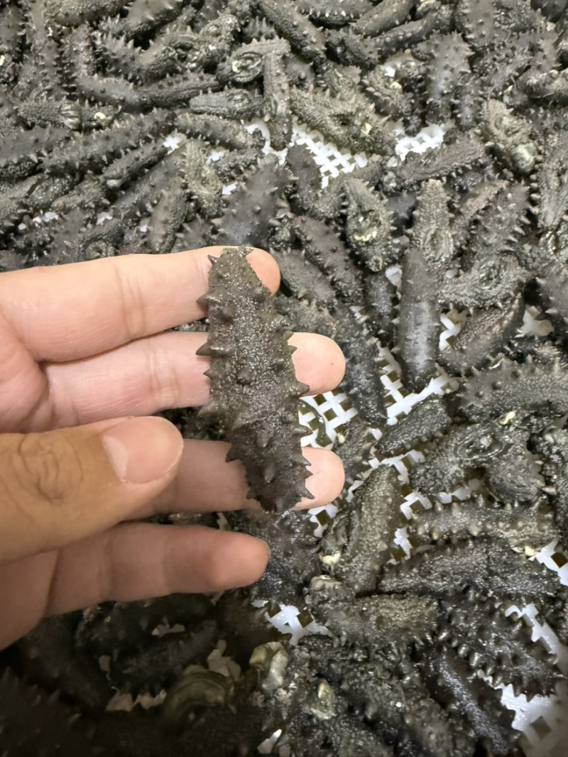 长岛小海货北隍岛拉缸盐不分头数大小都有野货