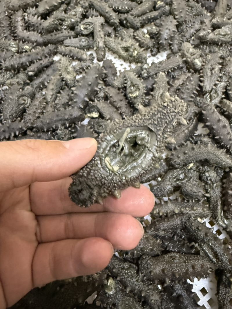 长岛小海货北隍岛拉缸盐不分头数大小都有野货