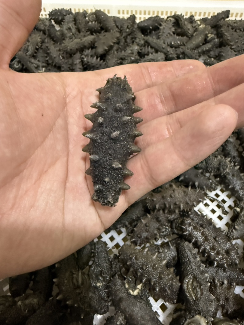 长岛小海货北隍岛拉缸盐不分头数大小都有野货