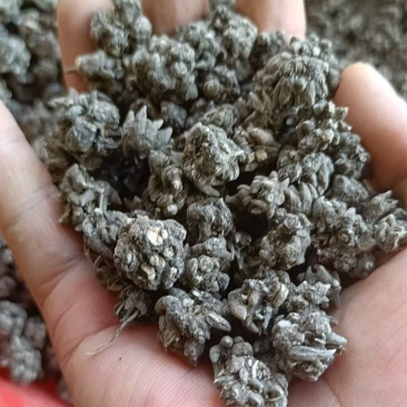 猫爪草10个左右