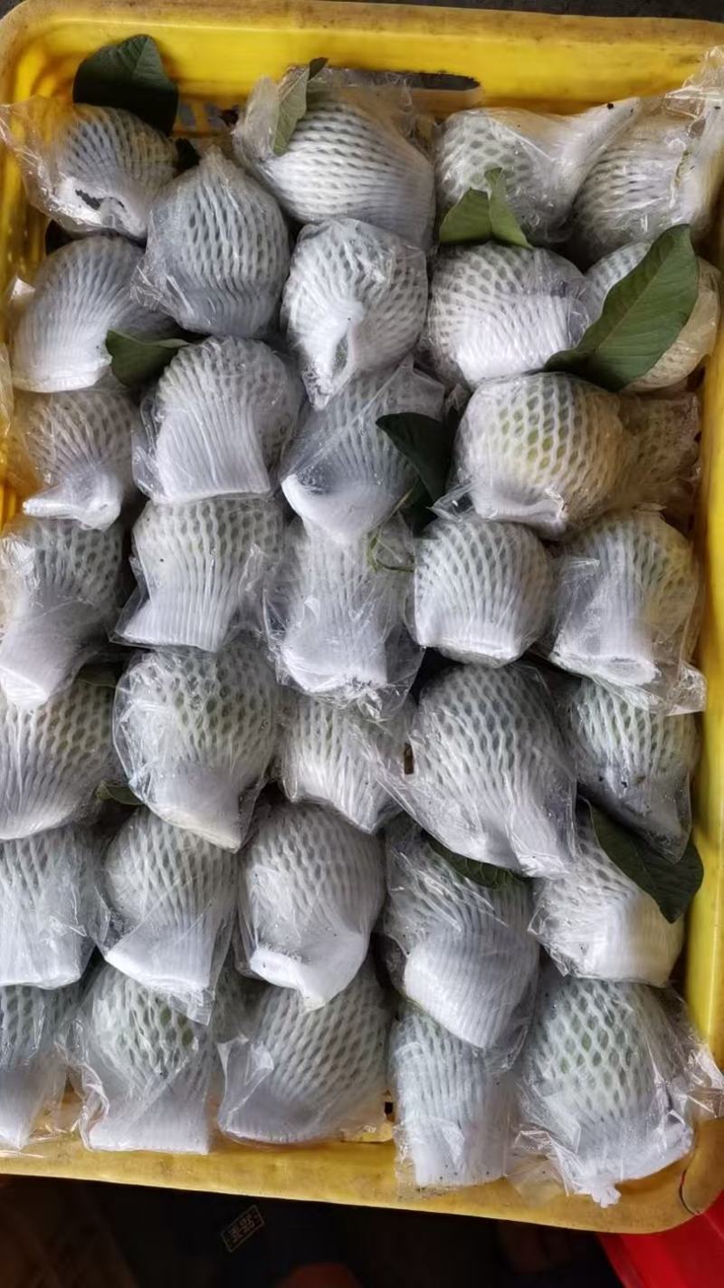 红宝石番石榴，皮脆肉甜，自营果场，一件代发，质量保证