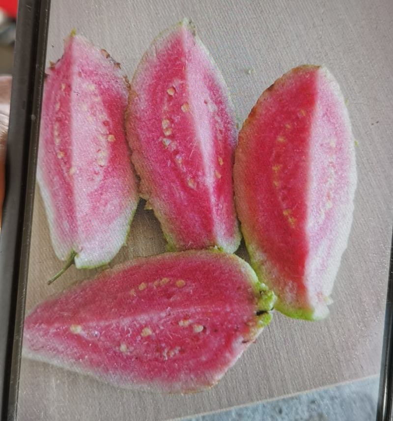 红宝石番石榴，皮脆肉甜，自营果场，一件代发，质量保证