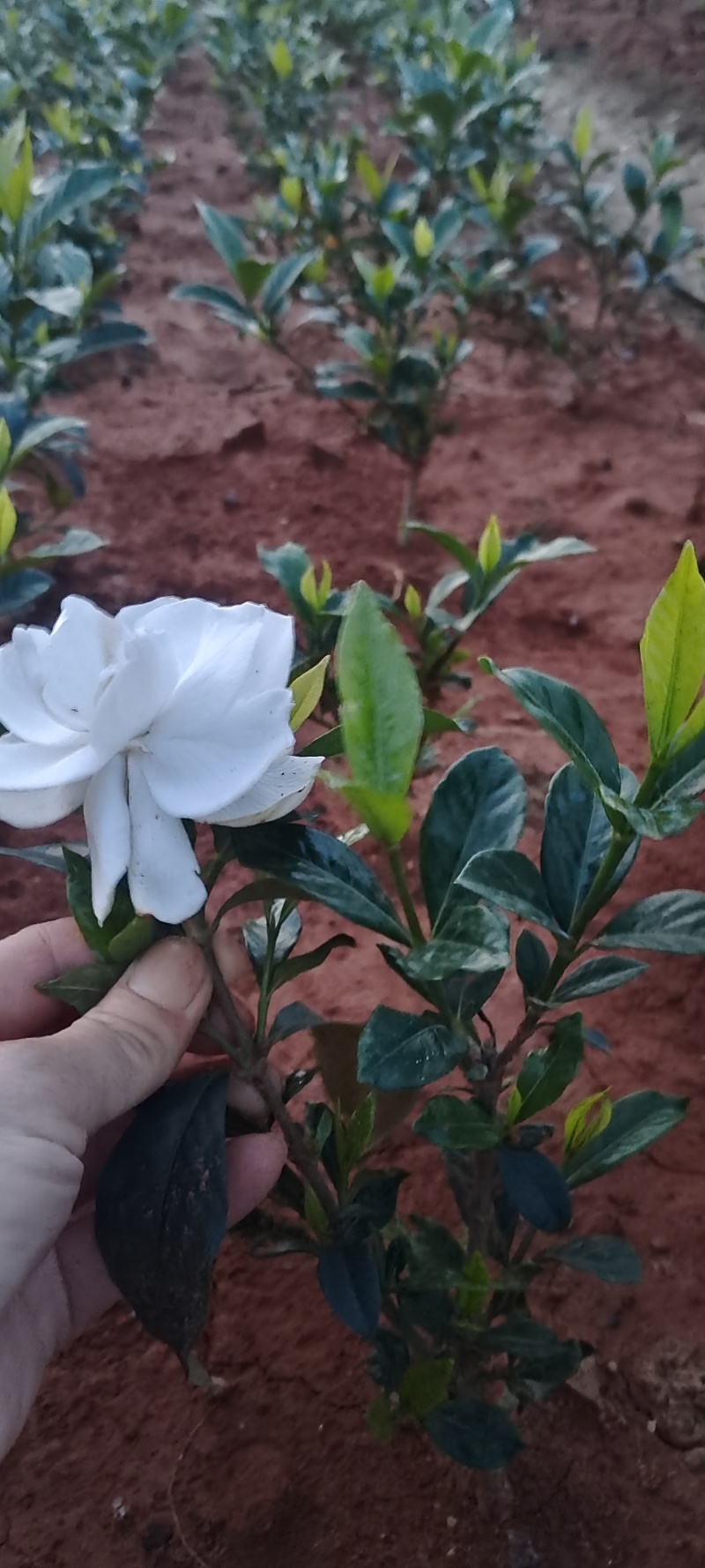四川趴枝栀子小苗，广西玫瑰栀子