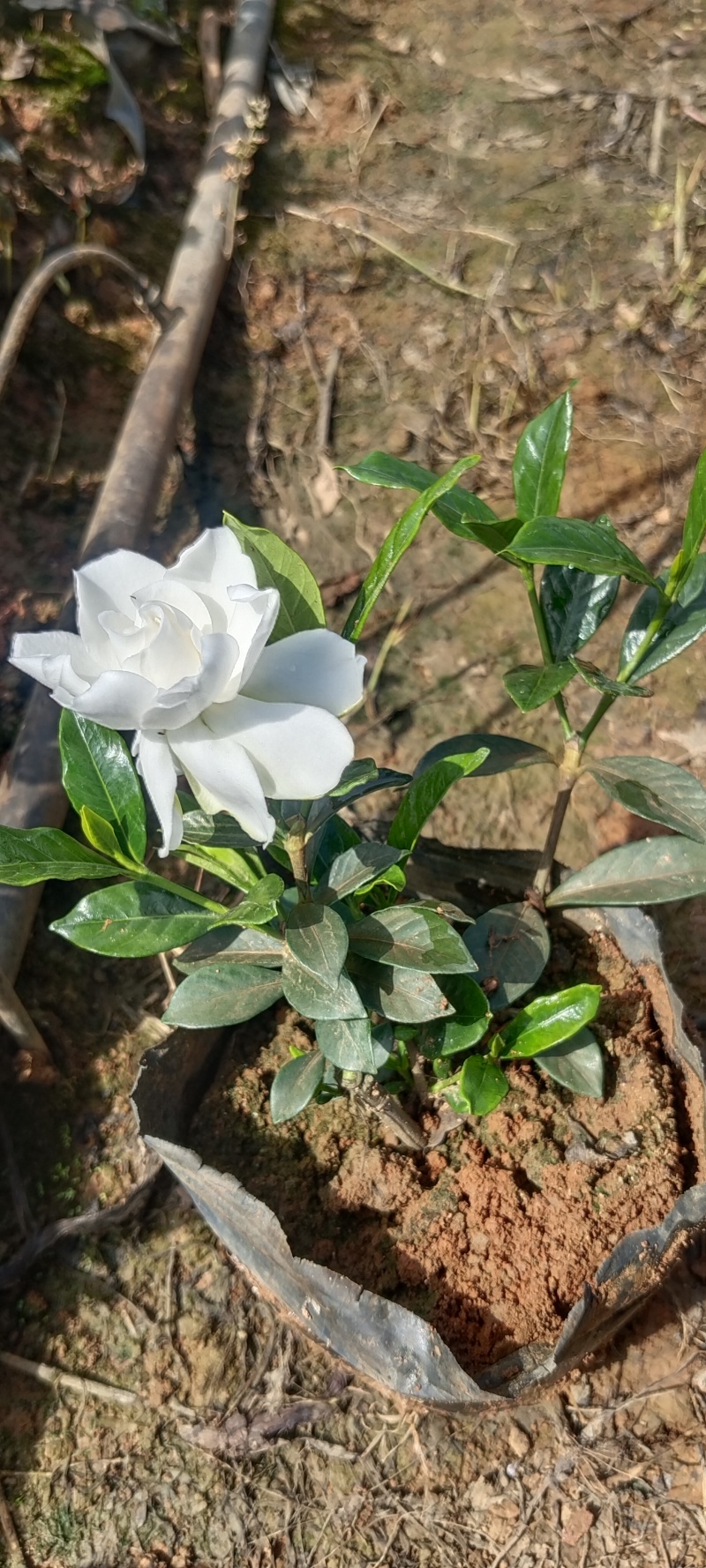 四川趴枝栀子小苗，广西玫瑰栀子