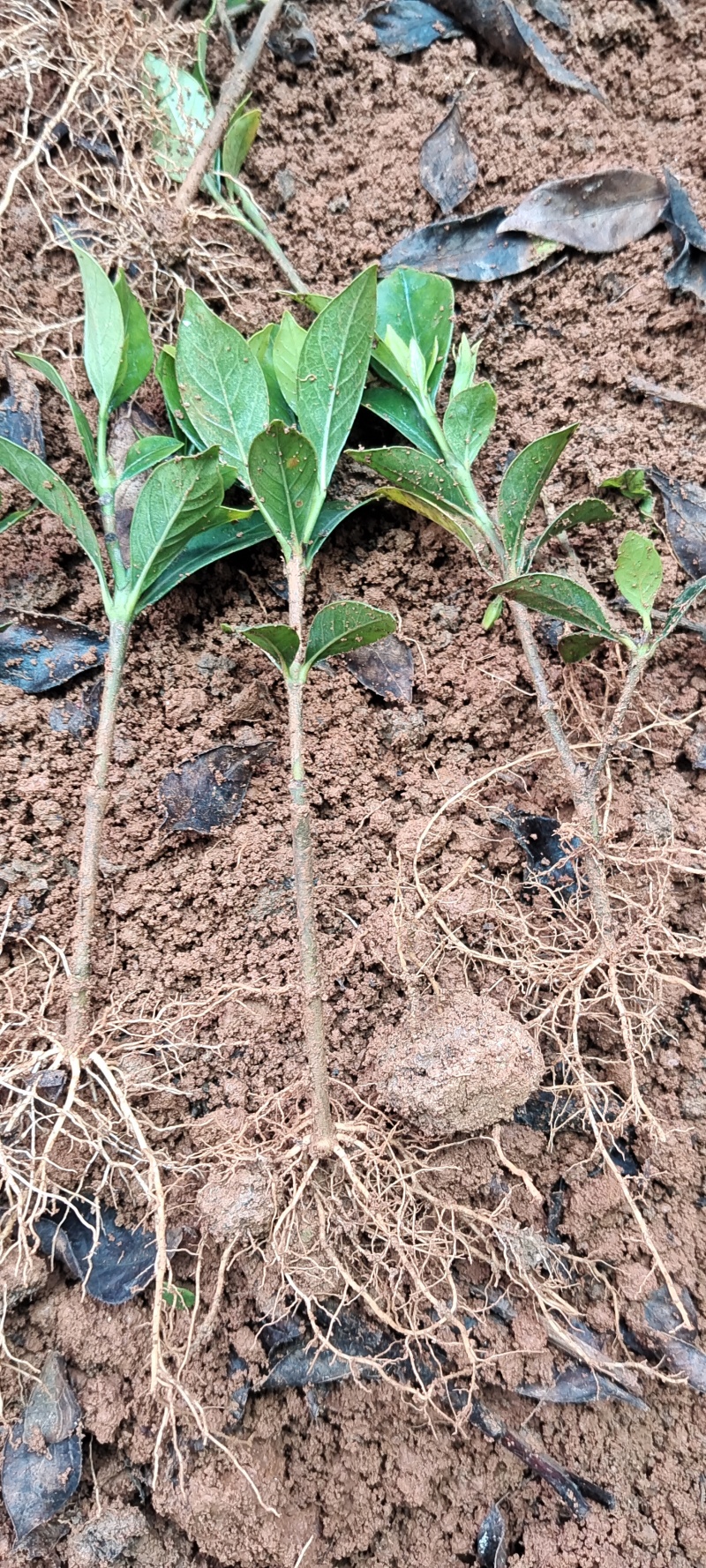 四川趴枝栀子小苗，广西玫瑰栀子