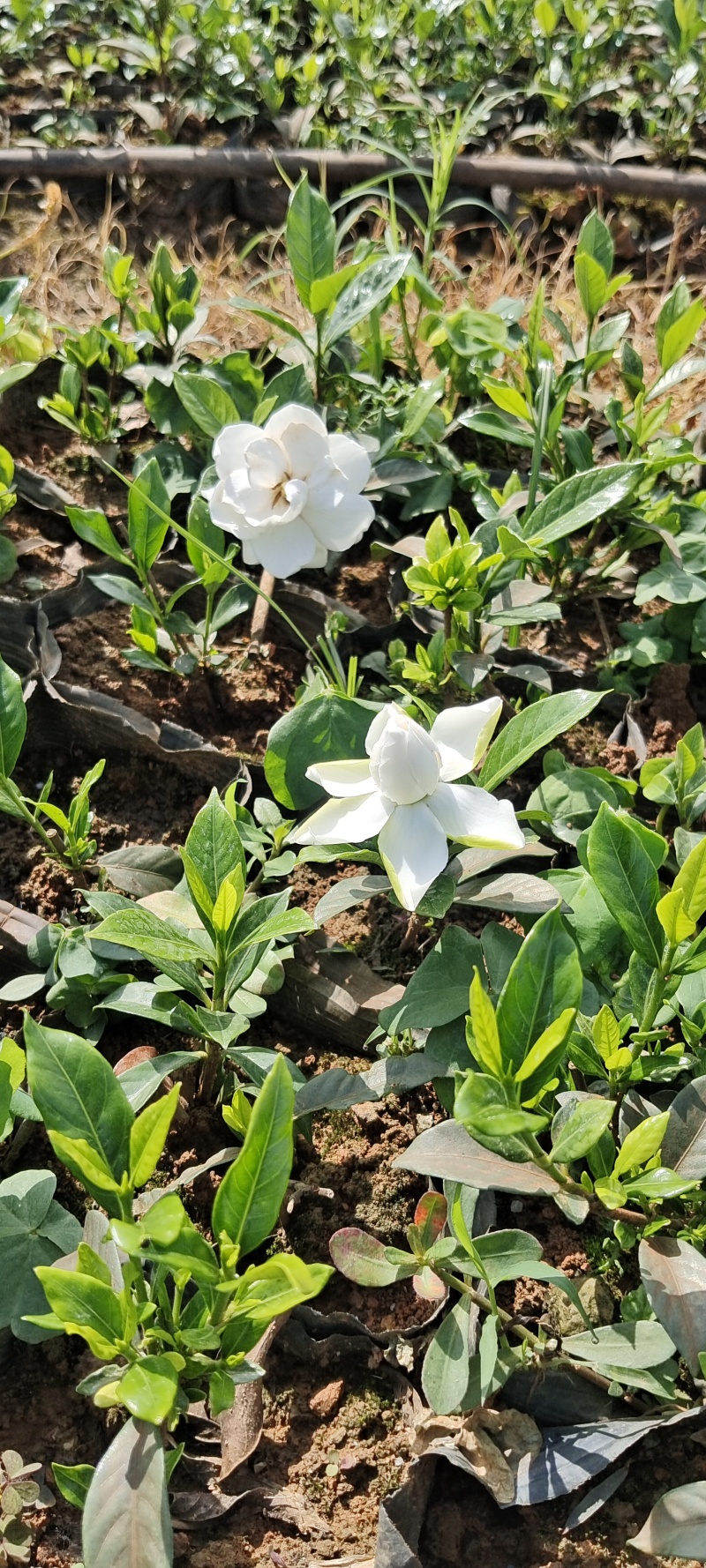 四川趴枝栀子小苗，广西玫瑰栀子