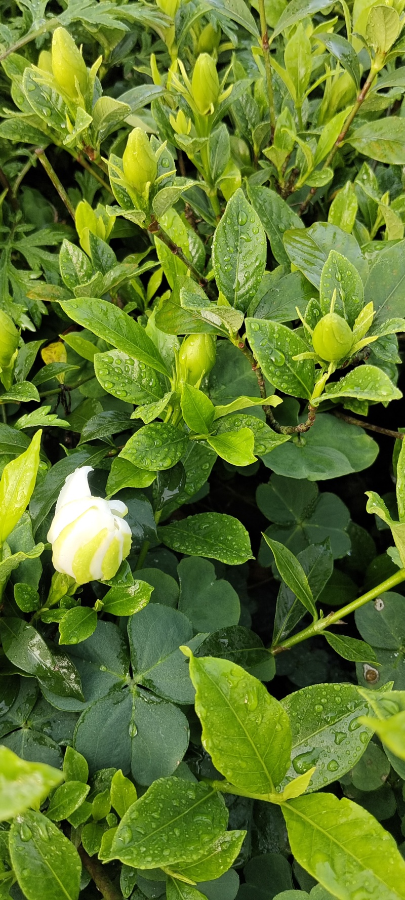 四川趴枝栀子小苗，广西玫瑰栀子