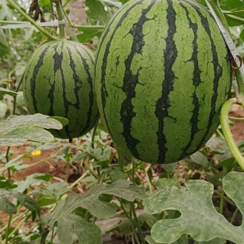 精品无籽L600大量上市