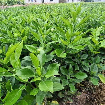 药用四季种植正毛化橘红黄龙橘红红心橘红树苗
