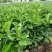 药用四季种植正毛化橘红黄龙橘红红心橘红树苗