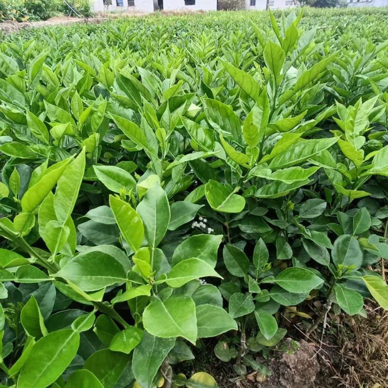 药用四季种植正毛化橘红黄龙橘红红心橘红树苗