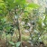 药用四季种植正毛化橘红黄龙橘红红心橘红树苗