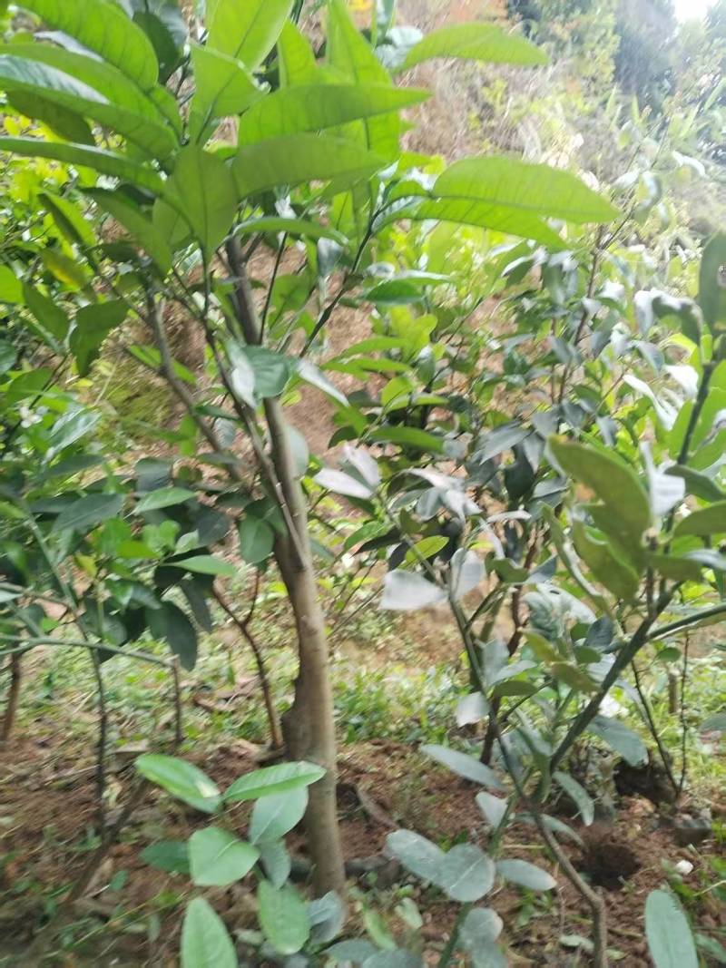 药用四季种植正毛化橘红黄龙橘红红心橘红树苗