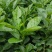 药用四季种植正毛化橘红黄龙橘红红心橘红树苗