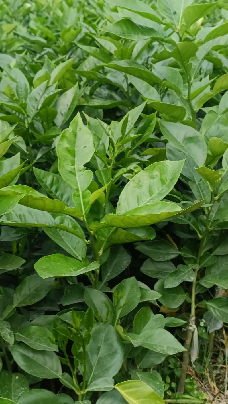 药用四季种植正毛化橘红黄龙橘红红心橘红树苗