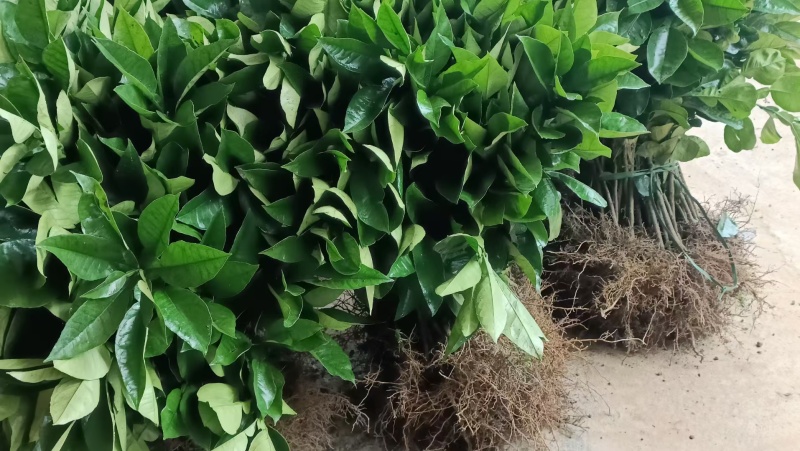 药用四季种植正毛化橘红黄龙橘红红心橘红树苗