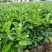 药用四季种植正毛化橘红黄龙橘红红心橘红树苗