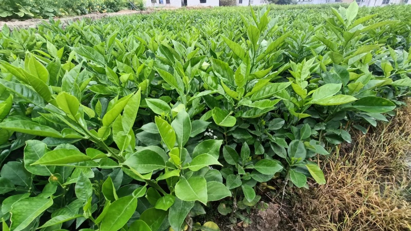 药用四季种植正毛化橘红黄龙橘红红心橘红树苗
