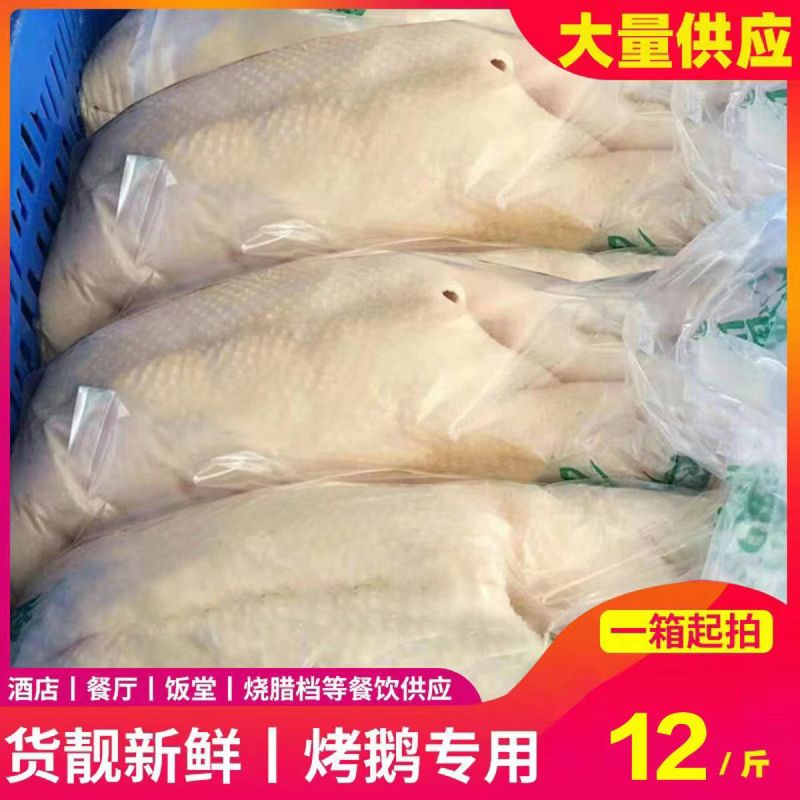 冻鹅冷冻白条鹅批发商用大鹅新鲜速冻光鹅一整箱烧鹅专用鹅肉