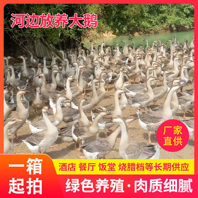 冻鹅冷冻白条鹅批发商用大鹅新鲜速冻光鹅一整箱烧鹅专用鹅肉